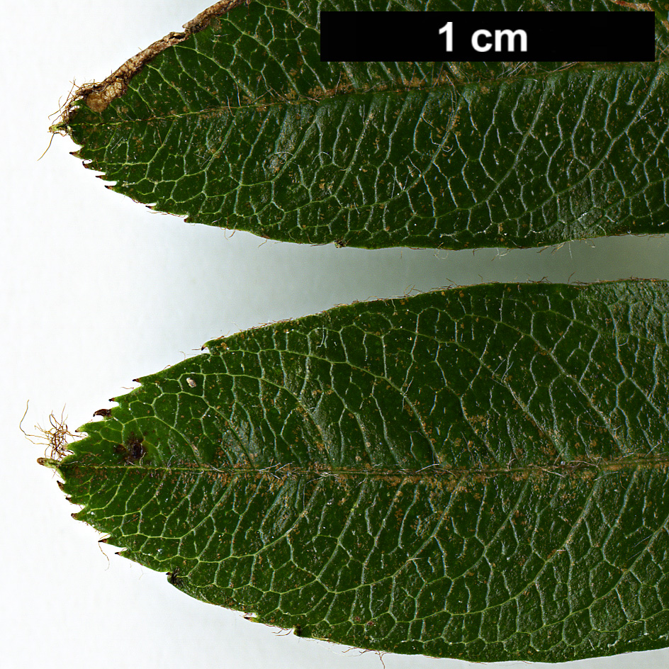 High resolution image: Family: Rosaceae - Genus: Sorbus - Taxon: KR 6391 (S. aff. rehderiana)